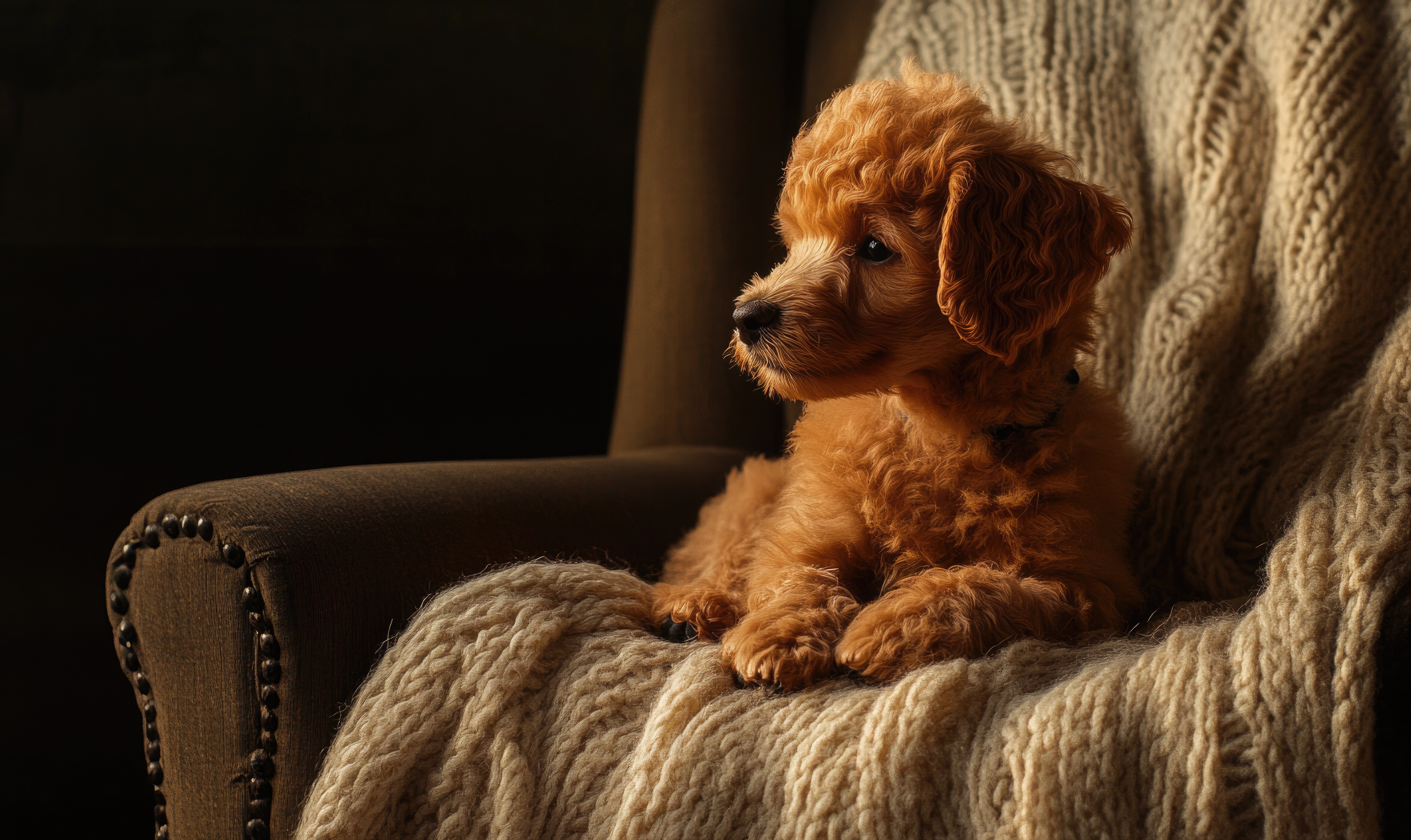 Puppy days